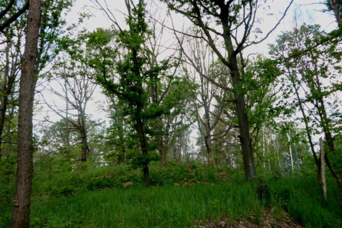 Auch Laubbäume insbesondere auf exponierten Standorten sind von den aktuellen Waldschäden betroffen: Abgestorbene Eichen und Buchen in den Hohburger Bergen östliche von Leipzig
