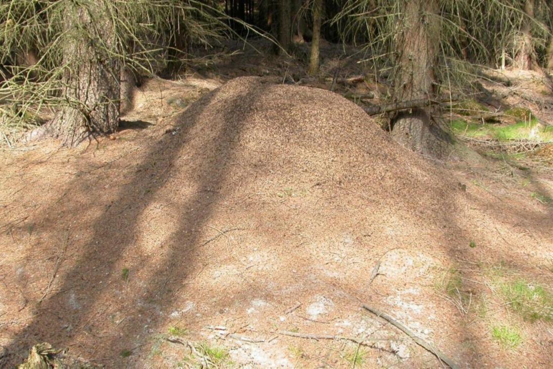 Waldameisenhügel im Wald