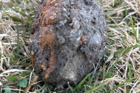 Foto: Aufgefundene Handgranate
