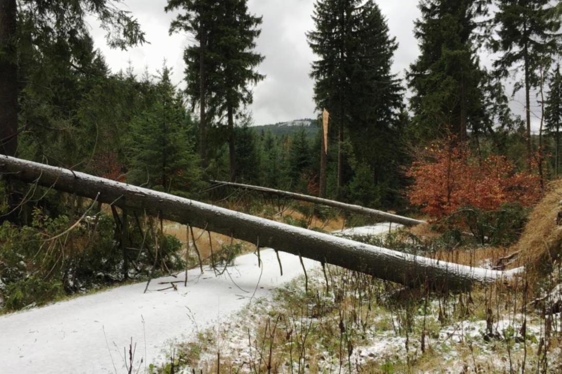 Umgestürzte Bäume über eine Straße im Wald im Forstbezirk Bärenfels