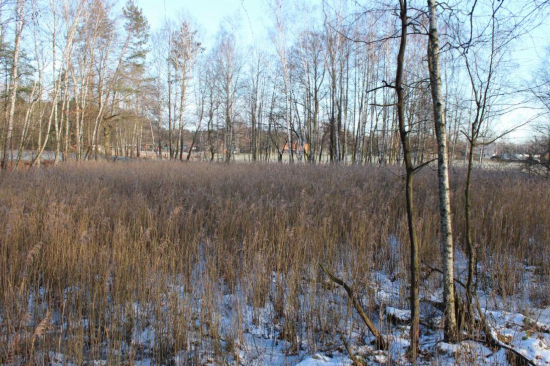 Mühlteich vor der Sanierung
