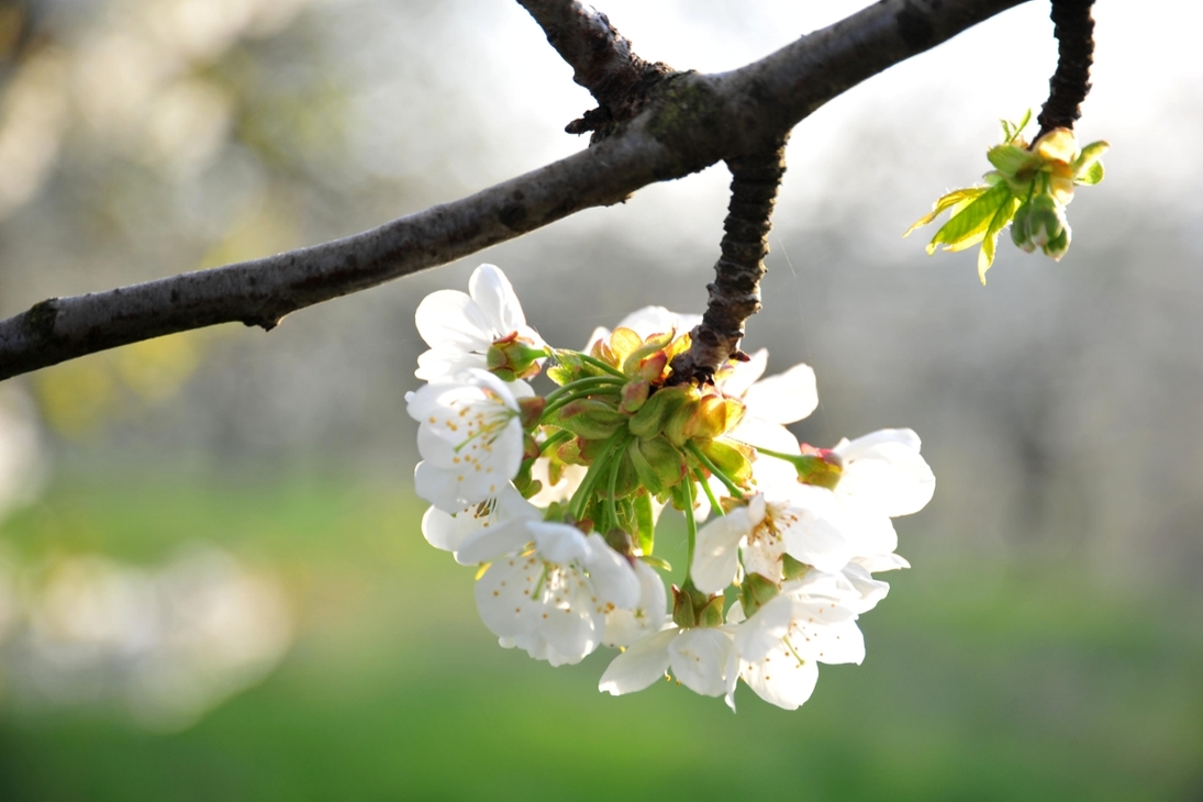 Blühender Kirschblütenzweig auf einer sächsischen Streuobstwiese
