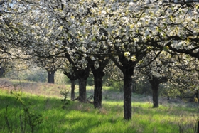 Foto: Kirschblüte in der Streuobstwiese Neukirchen/Pleiße