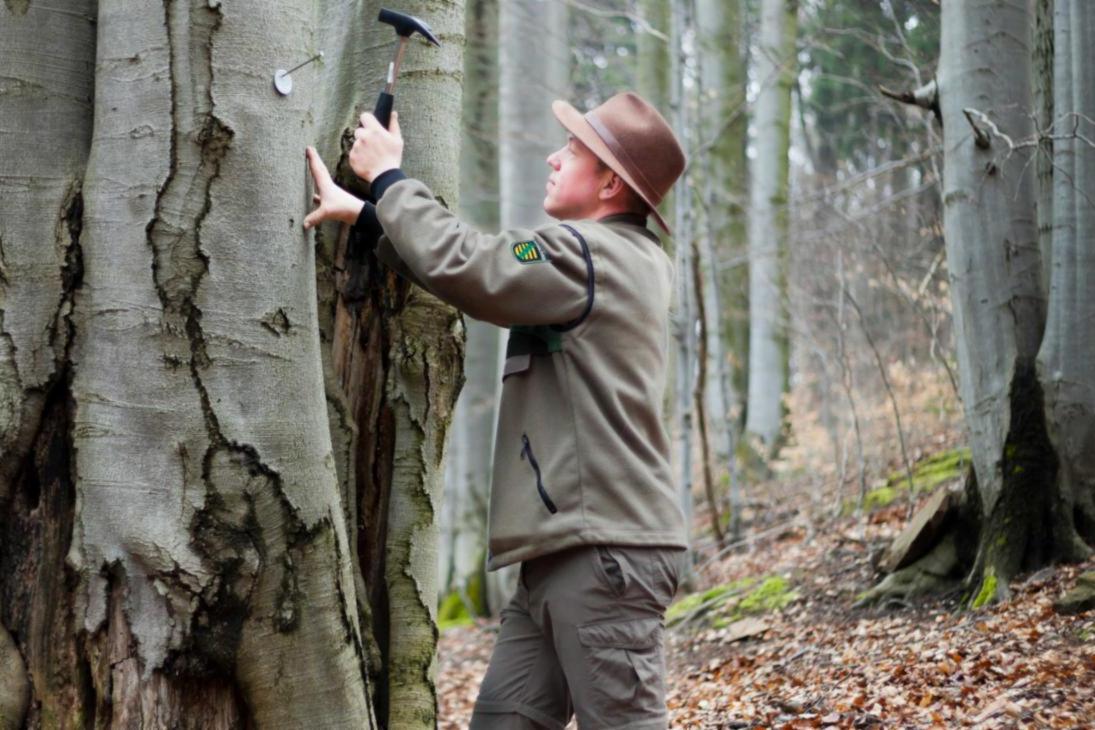 Stephan Radler, Sachbearbeiter für Waldökologie und Naturschutz im Forstbezirk Bärenfels von Sachsenforst, markiert naturschutzfachlich wertvolle Biotopbäume, die Lebensräume für zahlreiche seltene Arten bieten