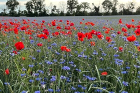 Foto: Wildkrautreiches Dinkelfeld: Lebensraum zahlreicher Pflanzen- und Insektenarten in der Kulturlandschaft