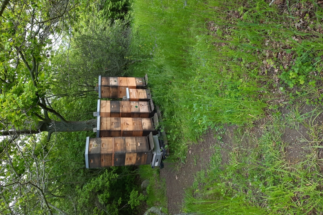 Gestohlene Bienenbeuten am Störmthaler See