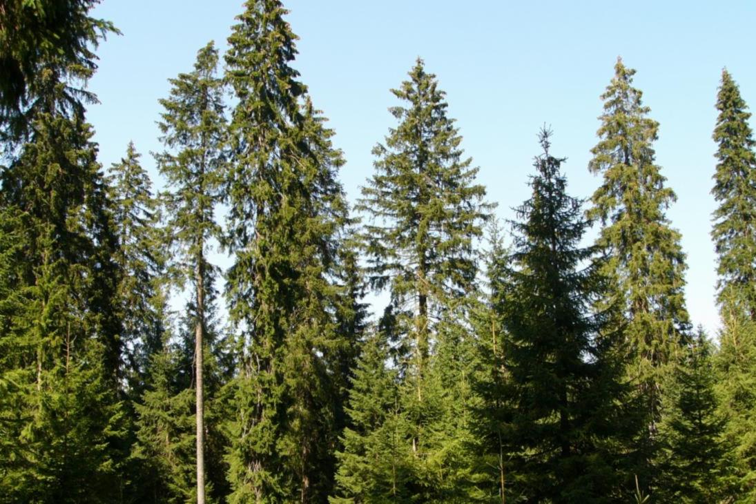 Die Fichte ist Baum des Jahres 2017.