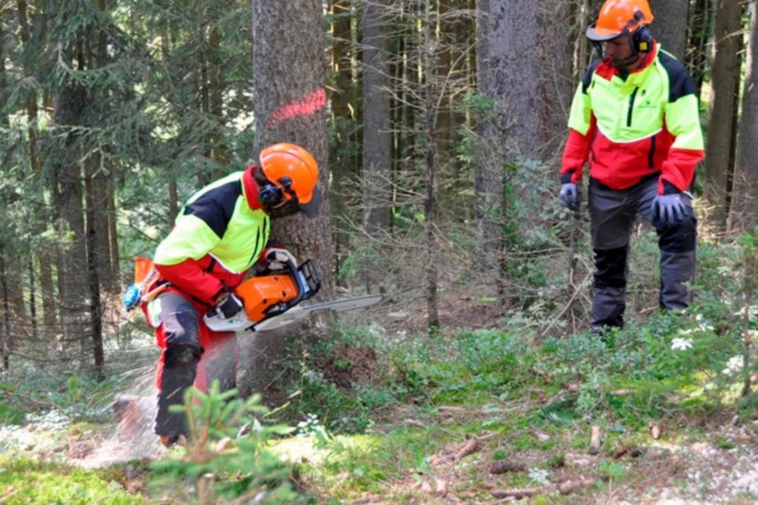 Ausbilder beobachtet Auszubildende beim Fällen eines Baumes im Wald