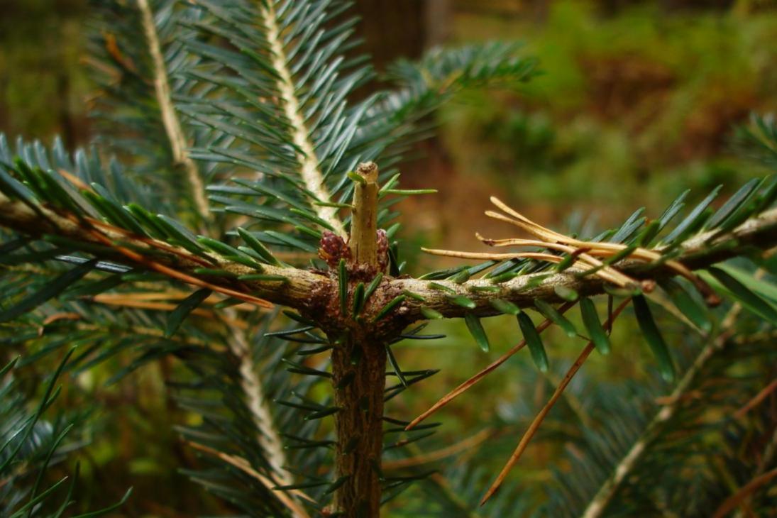 Rehe und Hirsche verbeißen mit Vorliebe die Knospen seltener Baumarten. Die Weißtanne, eine Kernbaumart des Waldumbaus in Sachsen, ist besonders stark betroffen.