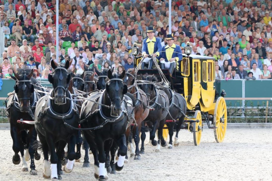 Postkutsche - angespannt mit 16 Schweren Warmbluthengsten