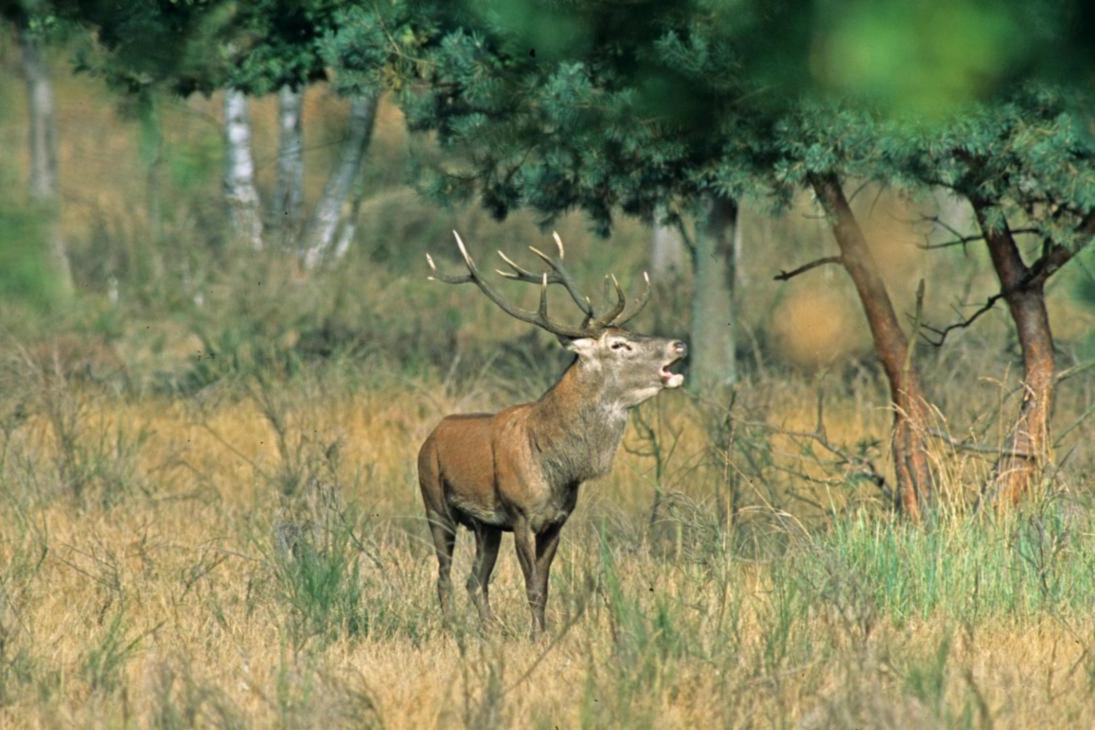Rothirsch im Naturschutzgebiet Königsbrücker Heide