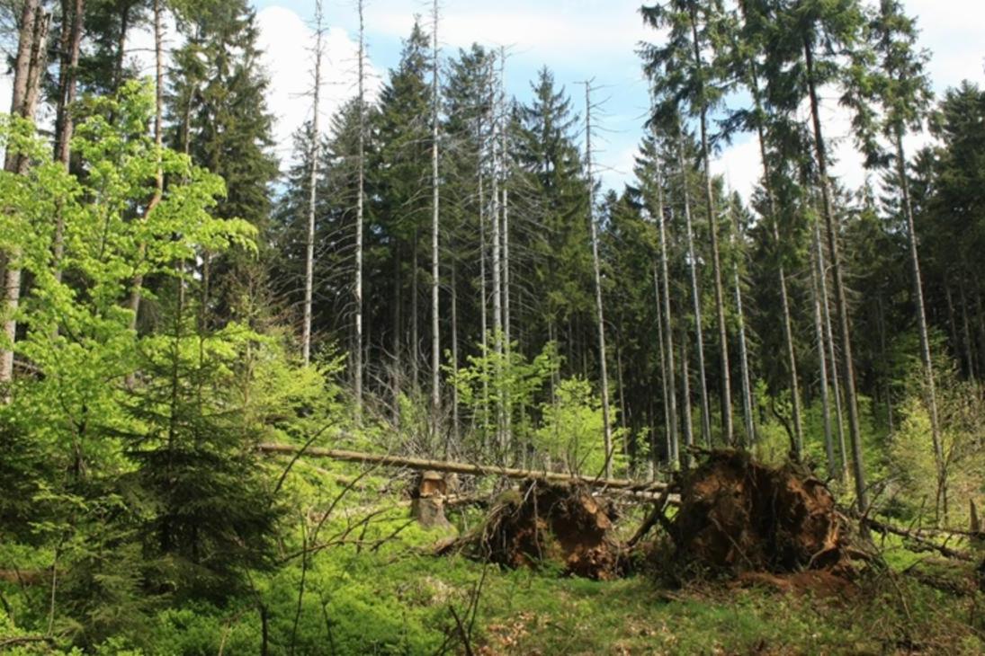 Auf dem Kleinen Winterberg können Wanderer beobachten, wie sich Wald nach einem Befall durch Borkenkäfer aus eigener Kraft neu erfindet