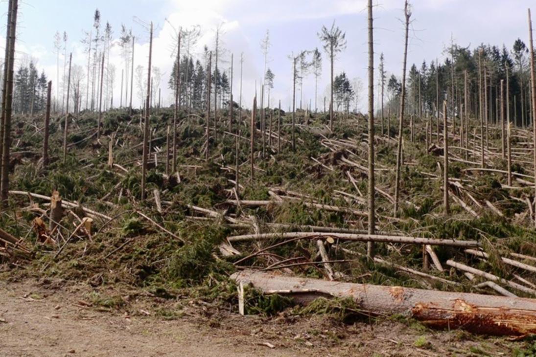 Blick auf eine Fläche mit vom Orkan gebrochenen und geworfenen Bäumen