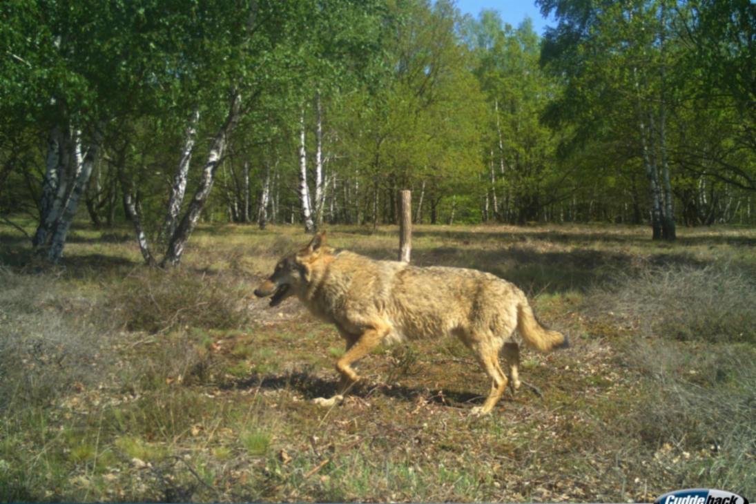 Der Wolfsrüde ist in die Fotofalle einer Wildkamera getappt. Dass es sich dabei um MT7 &quot;Hans&quot; handelt, zeigt der auf dem Foto deutlich zu erkennende Abdruck des verlorenen Senderhalsbandes