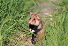 Foto: Feldhamster aufrecht sitzend im Gras (Symbolbild)