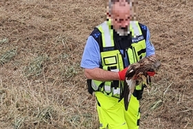 Foto: Greifvogel