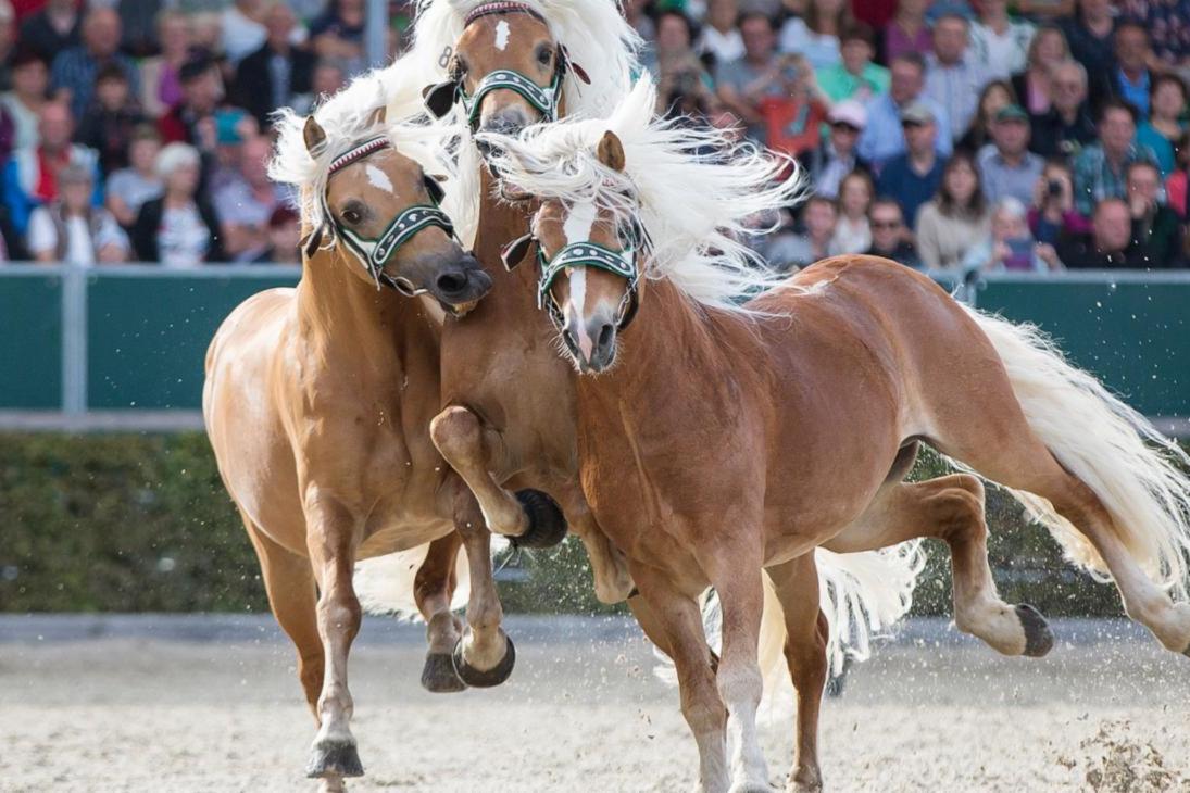 Haflingerhengste in freier Bahn zur Moritzburger Hengstparade am 08.09.2018