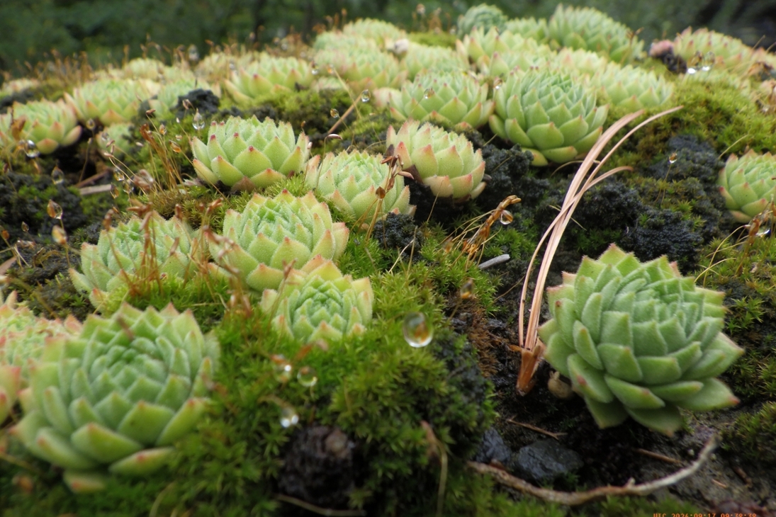 Sommerbeete im alpinen Botanischen Garten Chemnitz