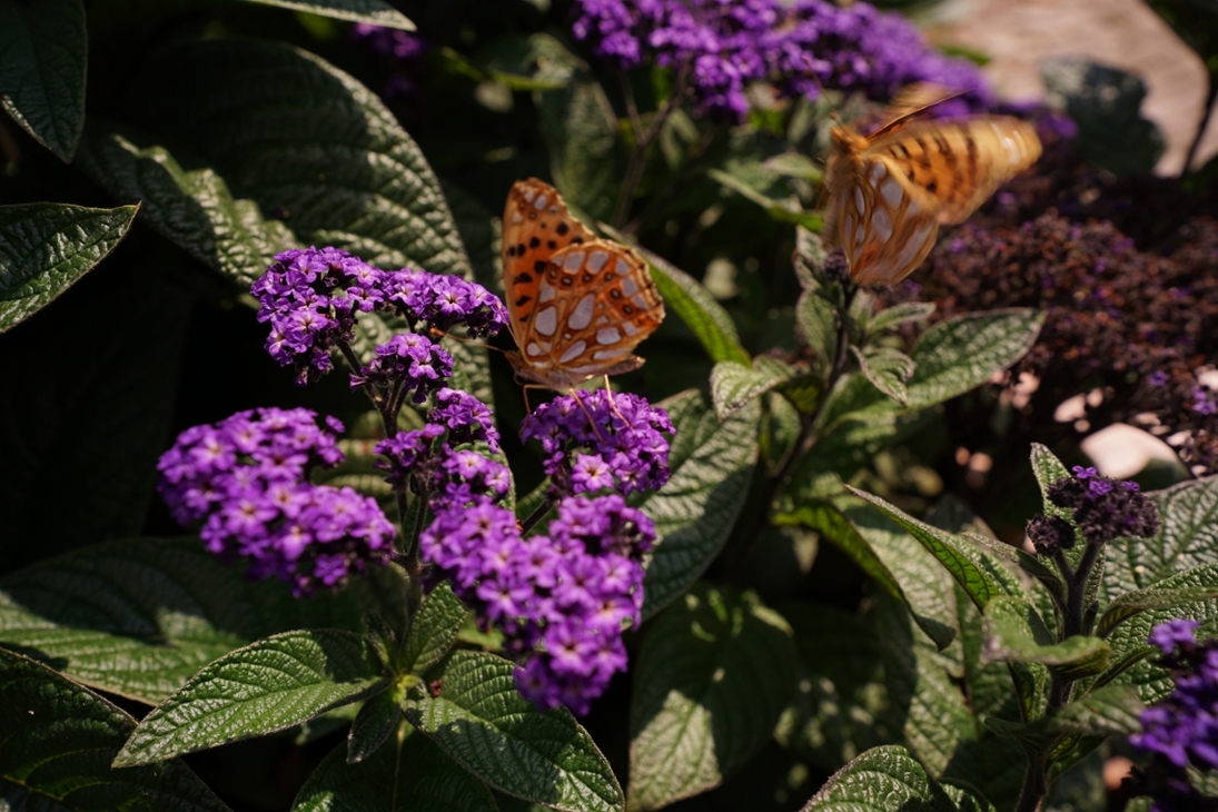Sommerblühaspekt Tagefalter auf Blüten