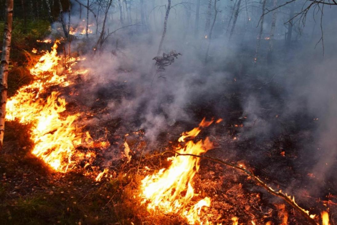 brennender Waldboden