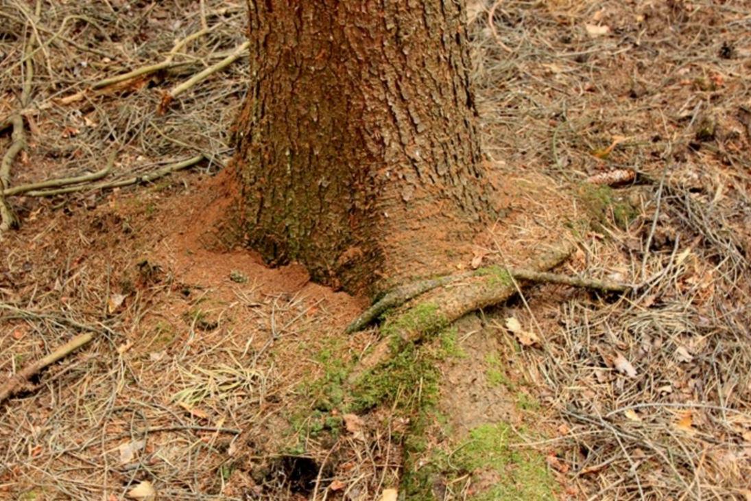 Frisches Bohrmehl am Stammfuß von einer Fichte