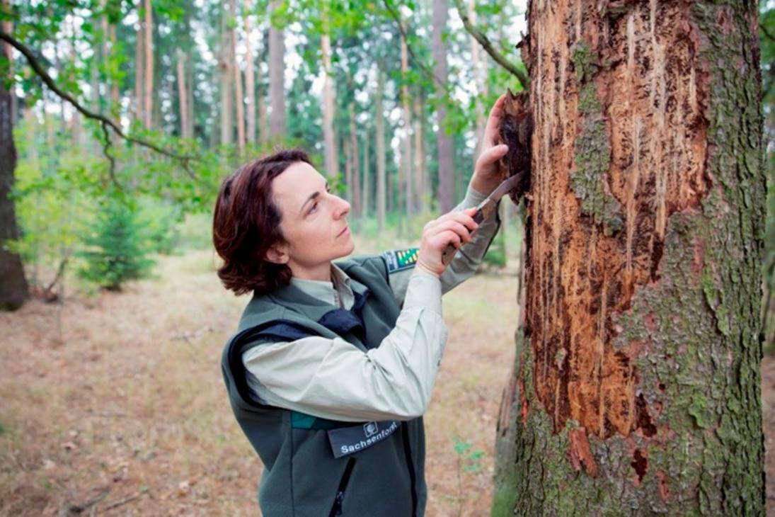 Eine Mitarbeiterin von Sachsenforst entfernt Rinde an einem vom Borkenkäfer befallenen Baum.