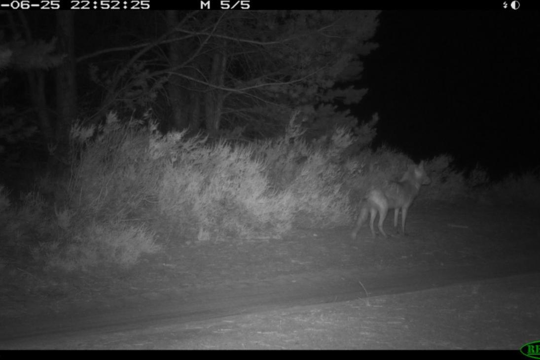 Rotfuchs am gleichen Kamerastandort auf dem Truppenübungsplatz Lausitz