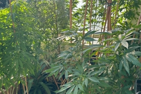 Foto: Cannabispflanzen Balkon