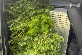 Foto: Sichergestellte Cannabispflanzen