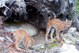 Foto: Luchskatze Alva mit einem ihrer beiden Jungtiere