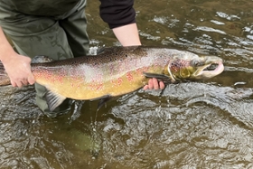 Foto: Atlantischer Lachs