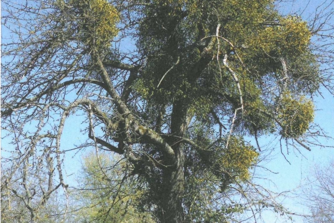 Die Mistel hat in den letzten Jahren in Sachsen stark zugenommen. Sie schädigt und gefährdet damit auch Obstbäume.