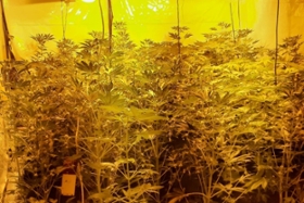 Foto: Illegale Plantage bei Durchsuchung gefunden