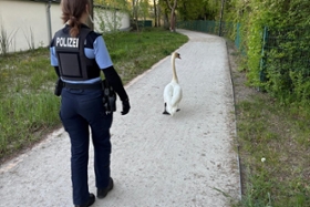 Foto: Schwan-Rettung