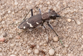 Foto: Bild eines Waldsandlaufkäfers