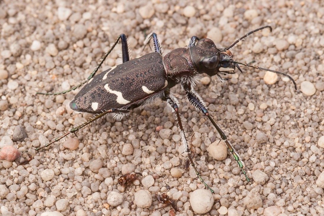 Bild eines Waldsandlaufkäfers