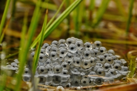 Foto: Laichballen des Grasfroschs