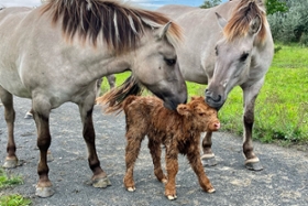 Vorschaubild für die Medieninformation