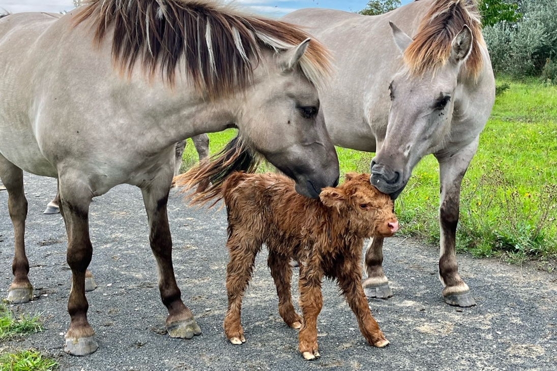 Tagebaufolgelandschaft in Grabschütz (Nordsachsen). Koniks kümmern sich um Neugeborenes Schottisches Hochlandrind
