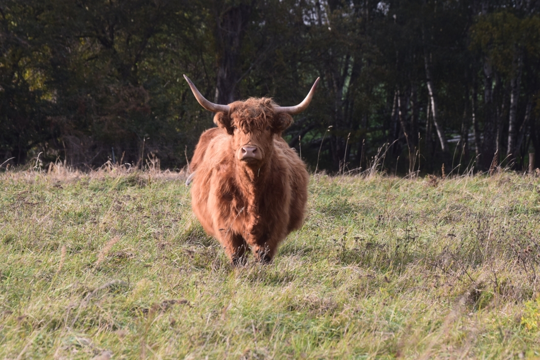 Schottisches Hochlandrind beweidet Niedermoor in Wölpern (Nordsachsen)