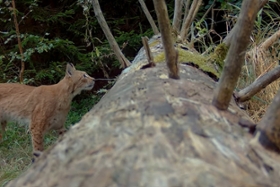 Foto: Das Luchsmännchen Juno stammt aus der Zucht im Wildkatzendorf Hütscheroda. Er wurde als Zweijähriger im Frühling 2024 in der Nähe von Eibenstock ausgewildert. Wenige Monate später verlor er im August sein GPS-Halsband, über das sein Aufenthaltsort zuverlässig bestimmt werden konnte. Über den Sommer konnte er noch mehrfach per Fotofalle nachgewiesen werden – wie hier Anfang September 2024 - danach verlor sich seine Spur für anderthalb Jahre.