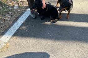 Foto: Zwei Vierbeiner auf B 115