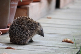 Vorschaubild für die Medieninformation