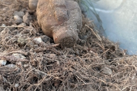 Foto: Fundmunition Neißeaue