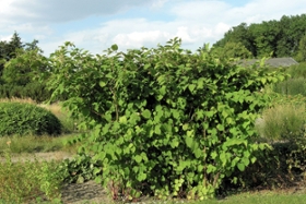 Foto: Bild des invasiven Staudenknöterichs