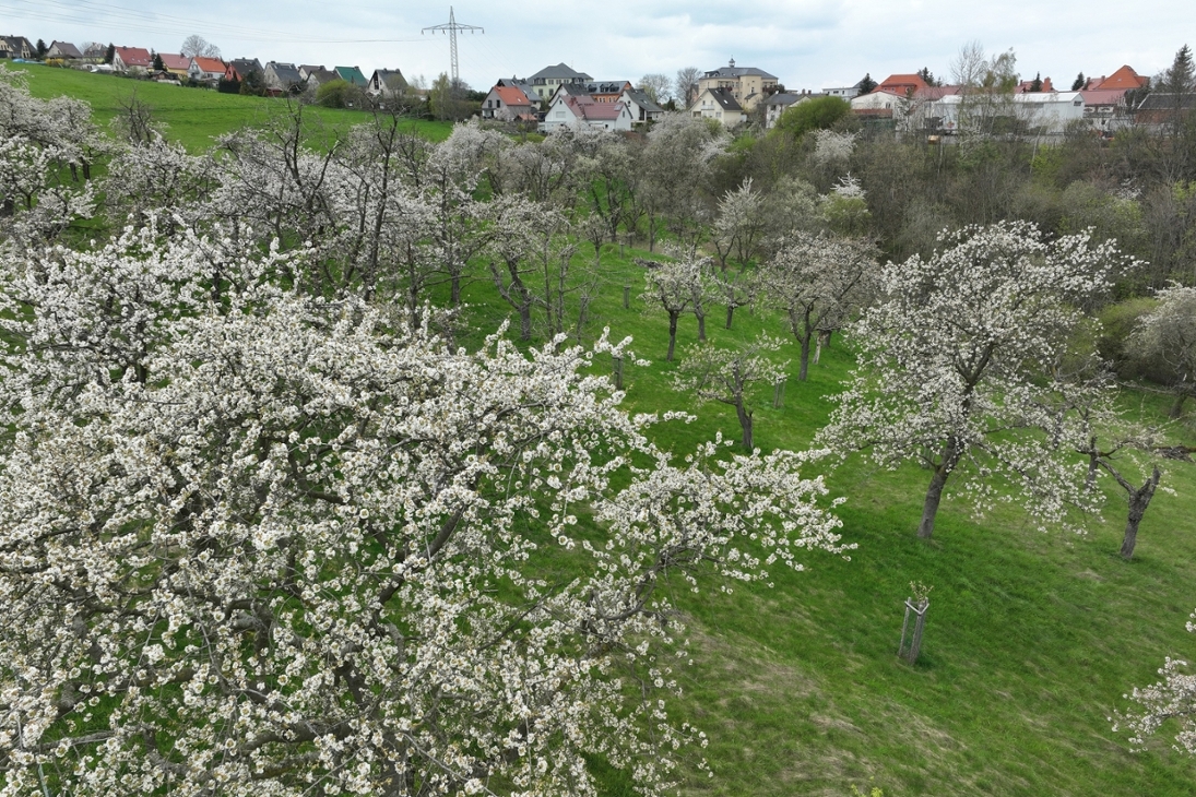 Luftbild Streuobstwiese Weißig während der Obstblüte