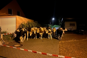 Foto: Kühe