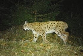 Foto: Luchs Bardi