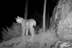 Foto: Luchs Bardi