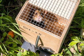 Foto: Auswilderungskiste mit Feldhamster